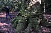 Maravilhado com a gigantesca e milenar araucária na região de Nova Petrópolis - RS